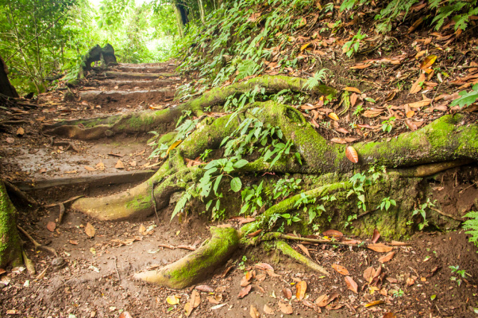 Roots along Trail in the Jungle